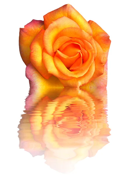 Hermosa rosa aislada con olas de agua — Foto de Stock