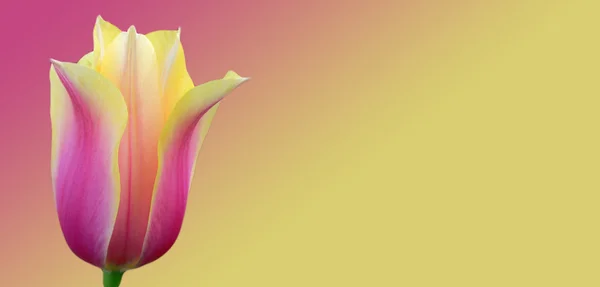 Çiçek Kartı — Stok fotoğraf