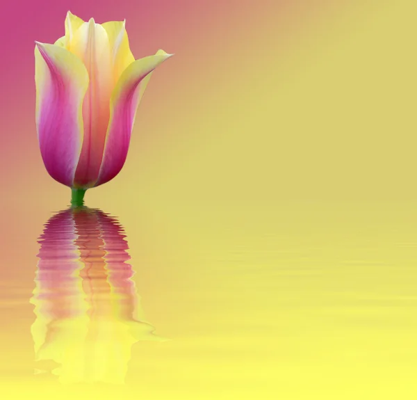 Flower card tulip on pink and yellow background with water vawes — Stock Photo, Image