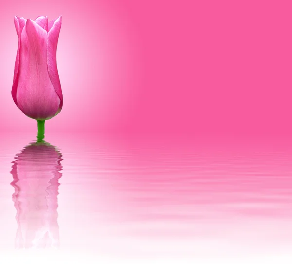 Pink flower on pink background — Stock Photo, Image