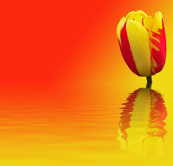 Beautiful flower on red and yellow background — Stock Photo, Image