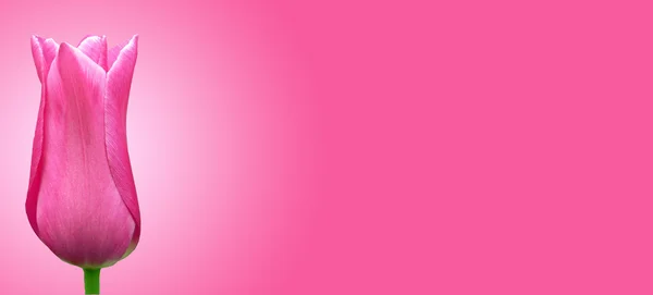 Flor rosa sobre fondo rosa — Foto de Stock