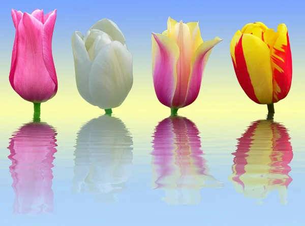 Cuatro tulipanes sobre fondo azul y amarillo con garras de agua —  Fotos de Stock