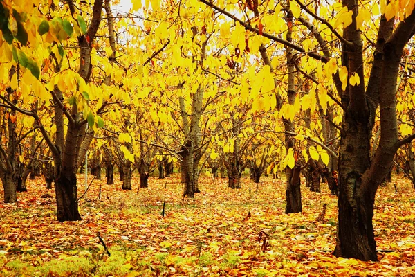 Trees in Autumn — Stock Photo, Image