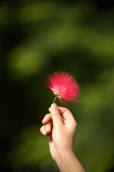 stock image Sweet Red Flower