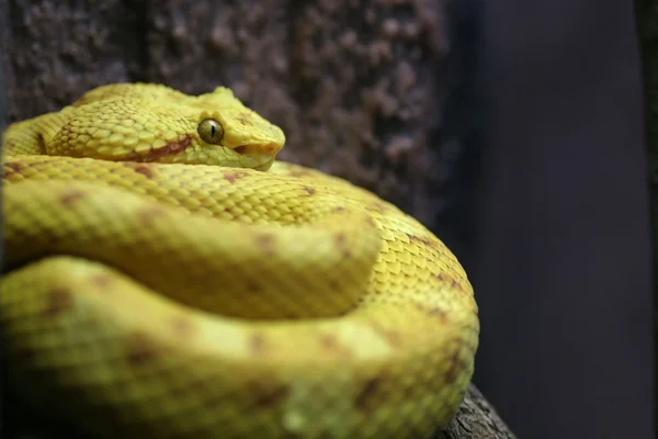 Крупним планом змія — стокове фото