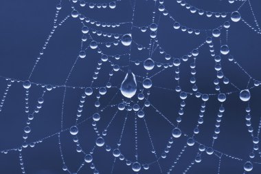 Spider Web clipart