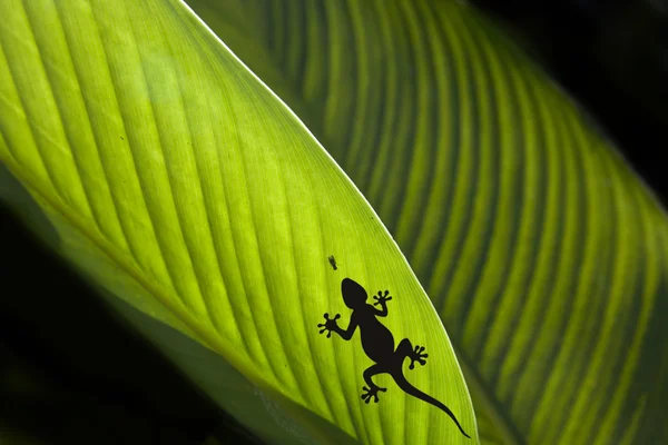 Silhouette eines Geckos und einer Fliege auf einem Blatt — Stockfoto