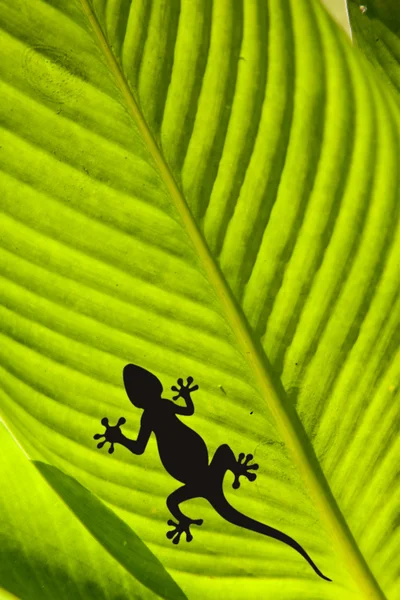 Silhuetten av en gecko och en fluga på ett blad — Stockfoto