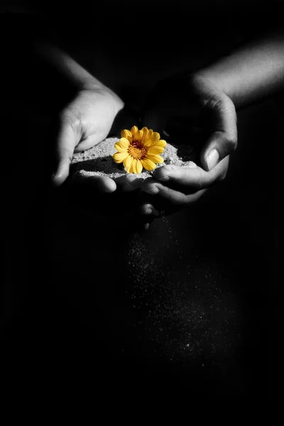 Piasek i kwiat — Zdjęcie stockowe