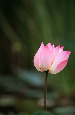 pembe lotus