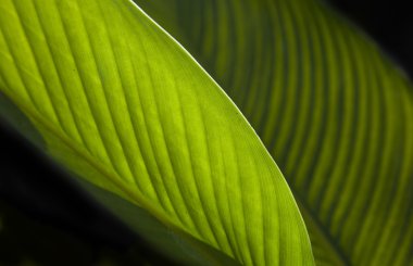 Macro shot of leaf texture isolated on white clipart