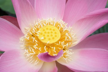 pembe lotus