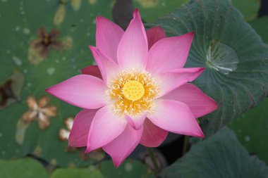 pembe lotus