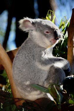 Koala Avustralya Hayvanat Bahçesi'nde