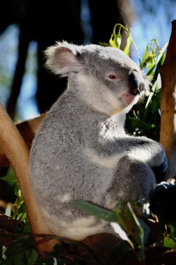 Koala at Australia Zoo clipart