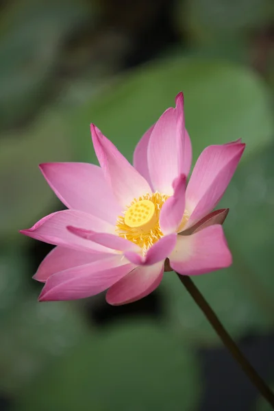 Stock image Pink Lotus