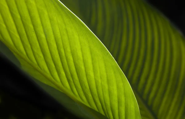 白で隔離される葉のテクスチャーのマクロ撮影 — ストック写真