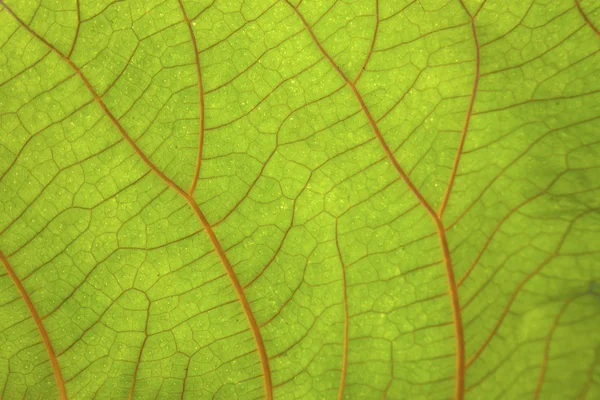 赤の静脈とグリーン リーフのマクロ撮影 — ストック写真
