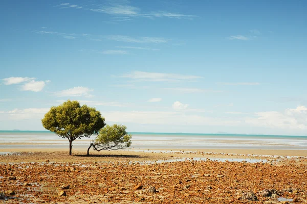 Самотнє дерево на пляжі — стокове фото