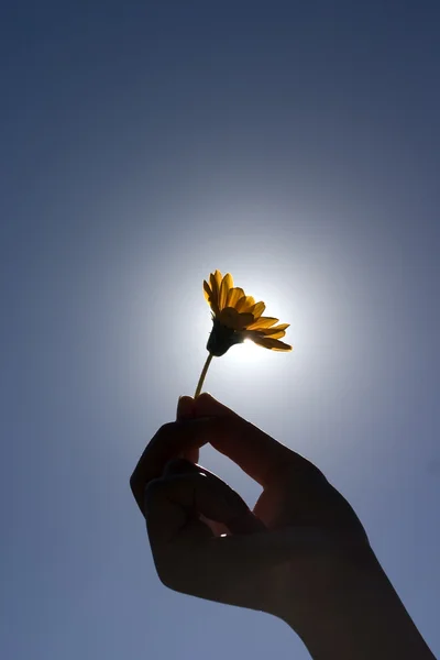 Elinde bir çiçek — Stok fotoğraf