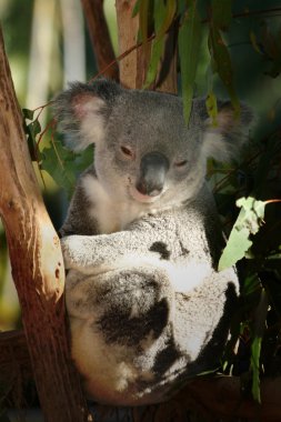 Koala melbourne hayvanat bahçesinde