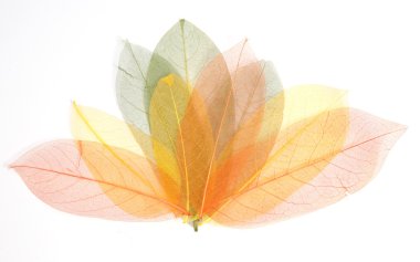 Assorted autumn leaves clipart