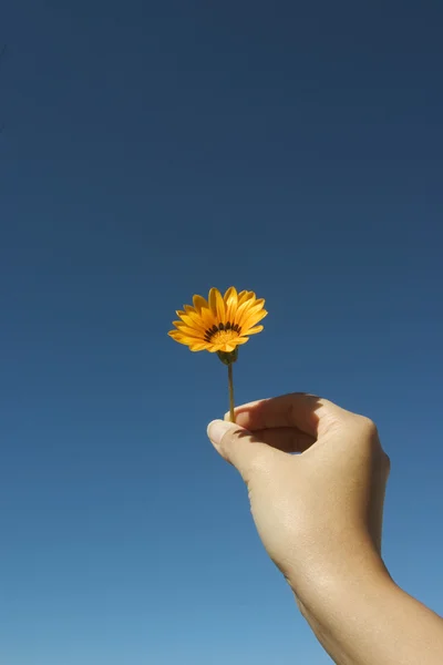 Flor para você — Fotografia de Stock