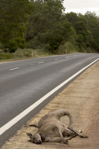 stock image Dead Kangaroo