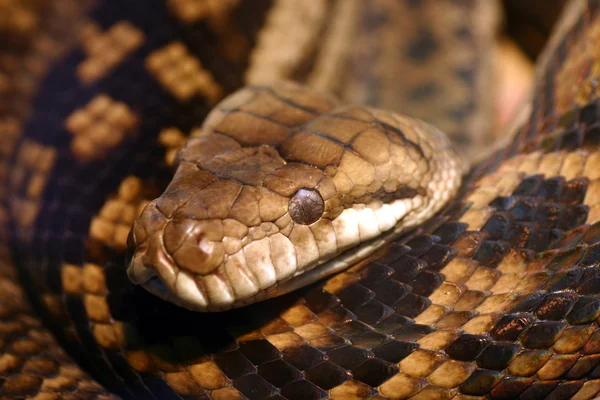 Alert węża — Zdjęcie stockowe