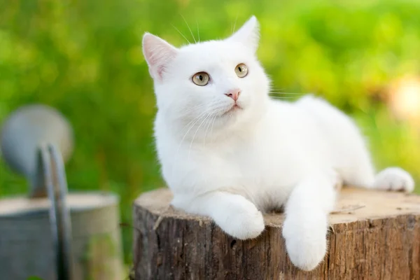 庭の白い猫 — ストック写真