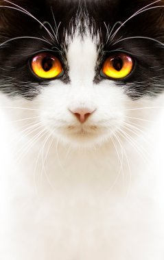 White black cat clipart