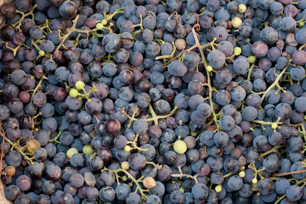 Fundo da uva azul — Fotografia de Stock