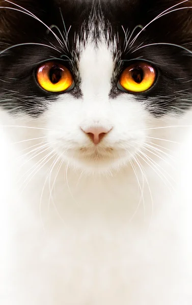 Blanco gato negro — Foto de Stock