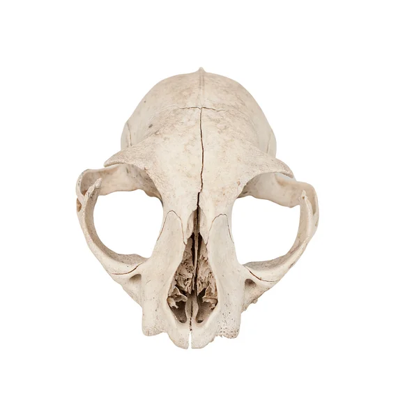 Cat skull isolated on white background — Stock Photo, Image