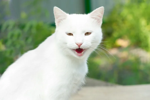 White cat yawning — Stockfoto