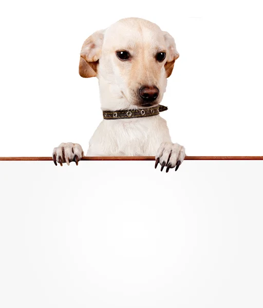 Anjing dengan papan kosong di latar belakang putih — Stok Foto