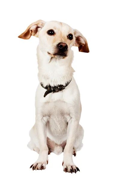 Sitzt hübscher Hund auf weißem Hintergrund — Stockfoto