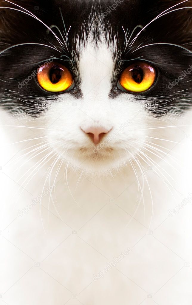 White black cat