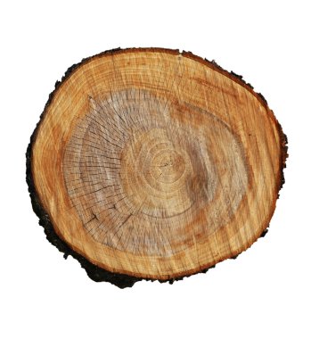 Tree stump clipart