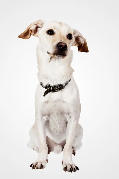 Pěkný pes sedící — Stock fotografie