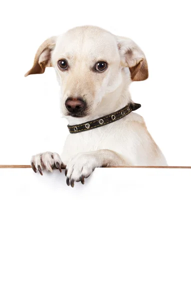 Hund mit leerem Brett auf weißem Hintergrund — Stockfoto