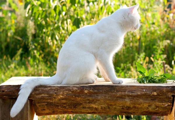 Vit katt i trädgården — Stockfoto