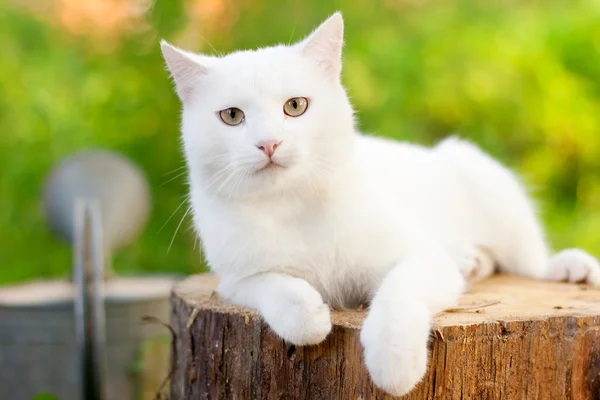 Fehér macska a kertben — Stock Fotó