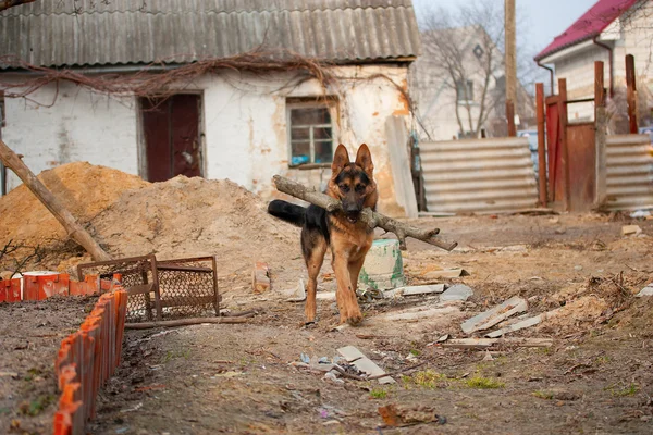 German Shepherd Dog es un tronco —  Fotos de Stock