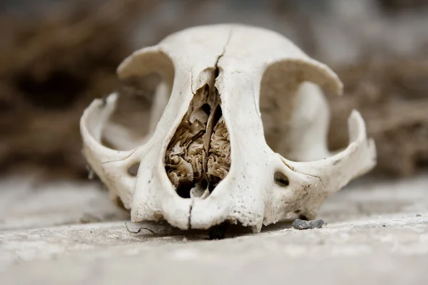 stock image Cat skull