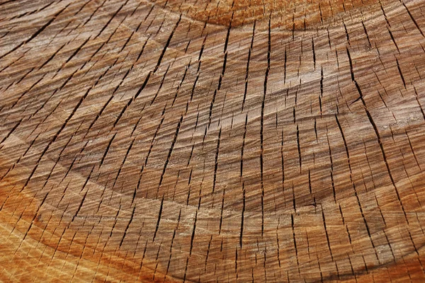 Дерево текстури пень — стокове фото