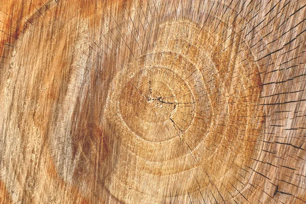 Дерево пень фону — стокове фото