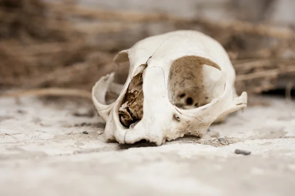 Kedi kafatası — Stok fotoğraf