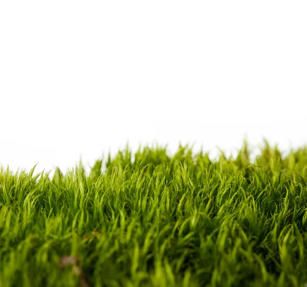 Pozadí čerstvé jarní zelené trávy — Stock fotografie